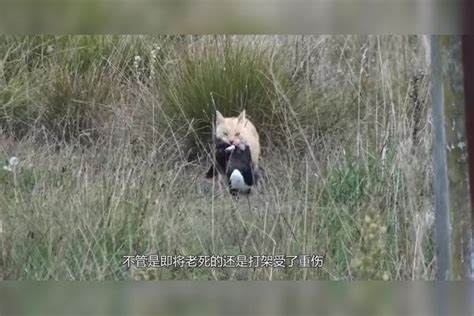 野猫死在家门口|野猫死在家门口好吗